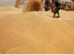 गेहूं की बढ़ती कीमतों ने किया परेशान, अगले महीने से आयात शुल्क घटा सकती है सरकार