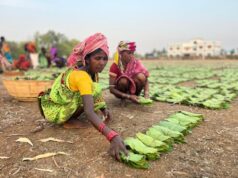 बस्तर के हरा सोना संग्राहकों को बैंक मित्र एवं बैंक सखियों से सीधे मिल रही पारिश्रमिक राशि