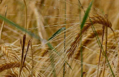 डॉ. खूबचंद बघेल कृषक रत्न पुरस्कार के लिए 31 अगस्त तक आवेदन आमंत्रित