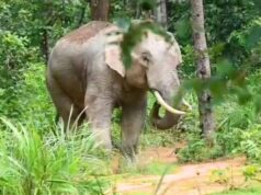 24 घंटे तक मचाया आतंक, खेत उजाड़ने और युवक पर हमला करने के बाद जंगल लौटा हाथी