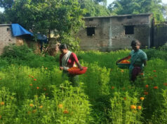 गेंदा फूल की खुशबू से महक रहा महिलाओं का जीवन….