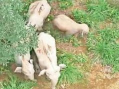 कोरबा में हाथियों का कहर: 61 जंगली हाथियों ने मचाई तबाही, 32 किसानों की फसल चौपट