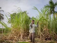 दीपावली से पहले किसानों के चेहरे खिले, गन्ना उत्पादकों को 5.98 करोड़ का तोहफा