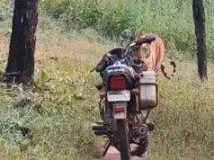 जंगल में घबराहट: फॉरेस्ट गार्ड के सामने अचानक आया बाघ, सूझबूझ से टली बड़ी मुसीबत