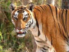 मध्यप्रदेश के 10 बाघ होंगे शिफ्ट, ओडिशा-राजस्थान-छत्तीसगढ़ को मिलेंगे टाइगर