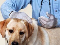 कैनाइन डिस्टेंपर वायरस से बचाव: चीतों-बाघों की सुरक्षा के लिए कुत्तों का होगा टीकाकरण