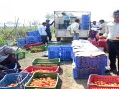 रायपुर : टमाटर की खेती से किसान बन रहे आत्मनिर्भर