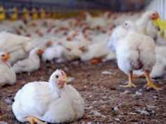 पक्के मुर्गी शेड ने बढ़ाई हितग्राही की आय,आजीविका हुई सुदृढ़