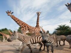 सिंहस्थ-2028 से पहले उज्जैन में बनेगा अंतरराष्ट्रीय स्तर का सफारी और जू, अनंत अंबानी के वनतारा प्रोजेक्ट के साथ टीम ने किया सर्वे