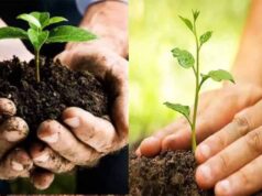 नगरीय प्रशासन विभाग का निर्देश: सभी निकाय बनाएंगे पौध-रोपण की कार्य-योजना