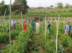 बिहान योजना से आत्मनिर्भर बनीं द्रौपती बांधे बनी लखपति दीदी: प्रतिमाह कमा रहीं 50 हजार रूपए….