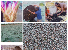 छत्तीसगढ़ में मखाना उत्पादन को प्रोत्साहन: योजना का तेजी के साथ हो रहा है क्रियान्वयन, धमतरी, बालोद, महासमुंद और गरियाबंद जिलों में शुरू हुई मखाना विकास योजना, 178 लाख की राशि स्वीकृत…..