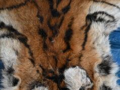 बाघ और तेंदुए के शिकार में शामिल डिप्टी रेंजर सहित 9 आरोपी गिरफ्तार….