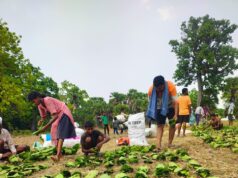 सुकमा में तेंदूपत्ता संग्रहण तेज़ी से जारी, 35 हजार से अधिक बोरे का हुआ संग्रहण….