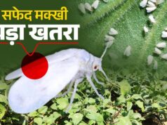 गन्ने में सफेद मक्खी के प्रकोप पर वैज्ञानिकों की सलाह: कीट नियंत्रण के लिए मौसम साफ होने पर करें छिड़काव…